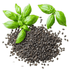 Basil Seeds Basil Seeds
