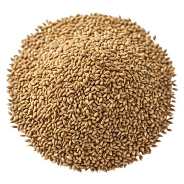 Carom Seeds